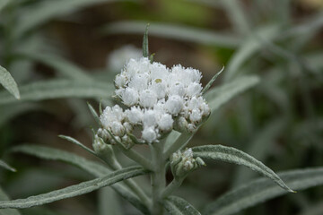 white flower