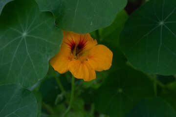 orange flower on green background