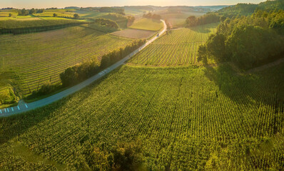 Hop field from Top before harvest phase with sunset light
