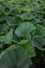 Naklejka premium green cabbage growing in the garden