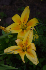 yellow lily flower