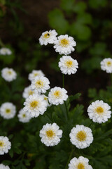 Obraz premium daisies in the garden