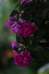 pink rose flower