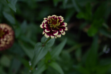 flowers in the garden