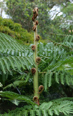 Young fern leaves coiled inside stem of new green shoot