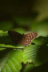 butterfly on leaf, brown insect closeup