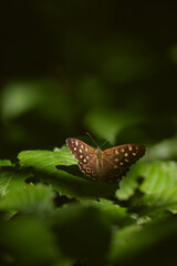 butterfly on leaf, insect closeup, green nature background