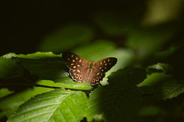 butterfly on leaf, insect closeup and green nature background