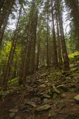 Fototapeta premium forest