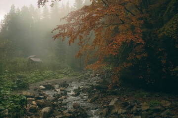 morning in the forest