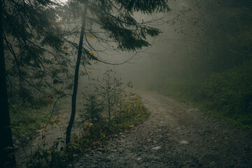 misty morning in the forest, foggy weather