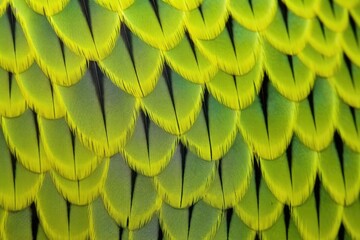 up-close texture of a parrots green and yellow feather