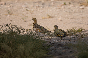 Pair of Pin-tailed sandgrouse resting in the shade