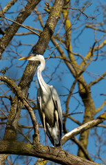 heron