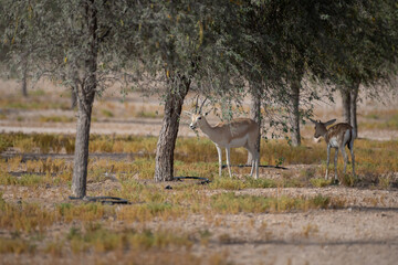 Pair of Arabian sand gazelles standing in the shade of trees
