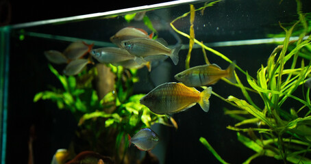 Fish in aquarium. Beautiful fish