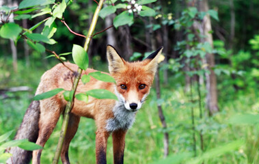 Naklejka na ściany i meble Fox In The Forest