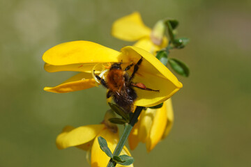 Close up Common carder bee (Bombus pascuorum), family Apidae on yellow flowers of common broom Cytisus scoparius (syn. Sarothamnus scoparius). Family Fabaceae, Spring, Netherlands