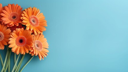 orange gerbera daisies on a blue background. The flowers are arranged in a bouquet and are in the left side of the photo.