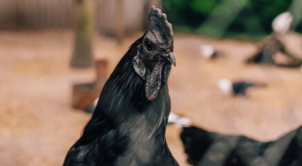 Indian Kadaknath Chicken or Black Chicken , Full Black Hen, Indonesian Ayam Cemani Chicken