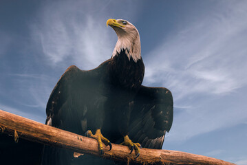 Bald Eagle with blue sky. American eagle