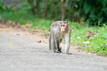 The bonnet macaque (Macaca radiata), also known as zati, is a species of macaque endemic to southern India