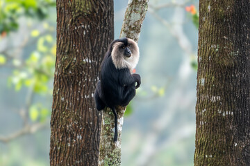 The lion-tailed macaque (Macaca silenus), also known as the wanderoo, is an Old World monkey endemic to the Western Ghats of South India © Banu