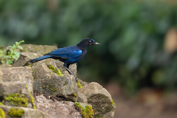 The Malabar whistling thrush (Myophonus horsfieldii) is a whistling thrush in the family Muscicapidae