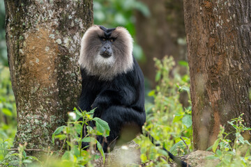 Obraz premium The lion-tailed macaque (Macaca silenus), also known as the wanderoo, is an Old World monkey endemic to the Western Ghats of South India