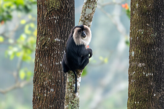 The lion-tailed macaque (Macaca silenus), also known as the wanderoo, is an Old World monkey endemic to the Western Ghats of South India
