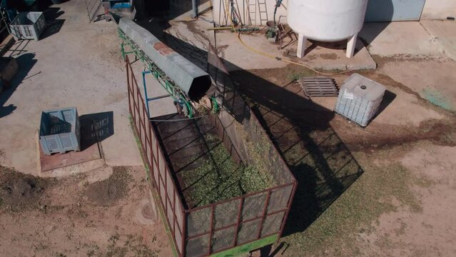 Drone shot of family olive farm. Olives go through cleaning or sorted machine process to remove leaves and twigs. Harvesting olives. Eco-friendly technologies. Conscious olive oil production. 