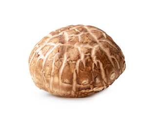 Single fresh shiitake mushroom isolated on white background with clipping path and shadow in png file format. Japanese and Chinese herb