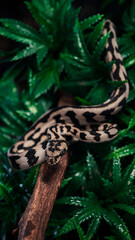 Makro Teppichpython, Schlange, Makro Reptil
