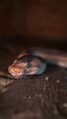 Königspython, Makro Reptil, Schlangenportrait, Schlangenkopf, Schlangenzähne