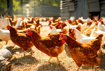 Free-range laying hens of the mini-farm run from right to left
