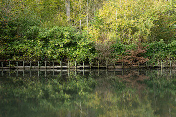 Fototapeta premium foret etang