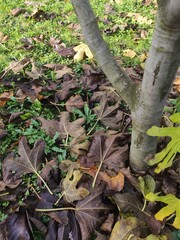 Au pied d'un arbre, tout son feuillage est tombé et un tapis de feuilles mortes jaunes et brunes,...