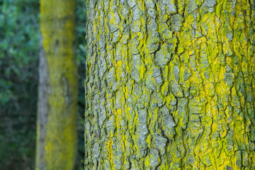 Large tree trunk covered with green moss. Tree trunk covered with green moss in autumn. Tree trunk...