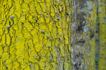 Large tree trunk covered with green moss. Tree trunk covered with green moss in autumn. Tree trunk...