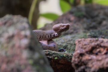 Craspedocephalus malabaricus, (formerly Trimeresurus malabaricus) commonly known as Malabar pit viper, Malabar rock pit viper, or rock viper.