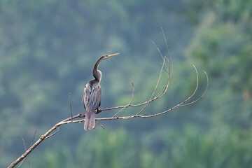 The anhinga (Anhinga anhinga), sometimes called snakebird, darter, American darter, or water turkey