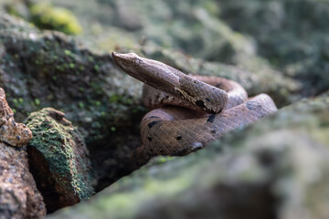 Craspedocephalus malabaricus, (formerly Trimeresurus malabaricus) commonly known as Malabar pit viper, Malabar rock pit viper, or rock viper.