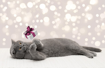 British cat and gift box with pink bow on the bokeh lights background. Cute cat catches gift with its paws. Christmas card with copy space. Festive sale concept. - obrazy, fototapety, plakaty