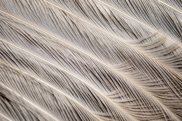 Obraz premium details of a grey goose feather showing fluff and quill