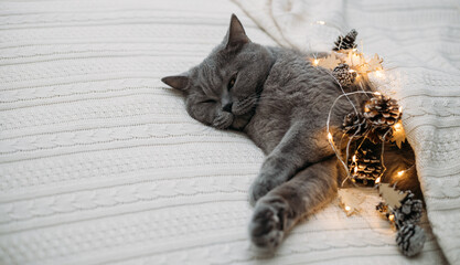 British cat is resting in a warm blanket. Sleeping Christmas cat with bright garland.