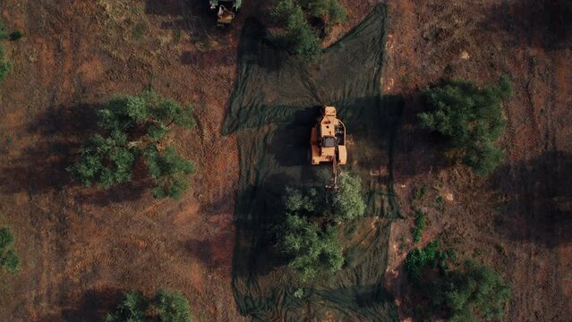 Top view of agricultural machine shake olive trees to produce high quality olive oil. Fruits fall into mesh. Large-scale olive orchards. Mechanical harvest in Europe. 