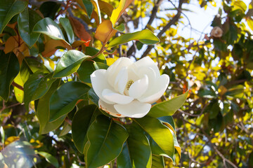 Magnolia flower in Achilleion palace, Corfu