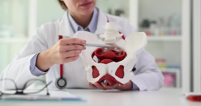 Gynecologist shows location of female pelvis and muscles on anatomical model in clinic