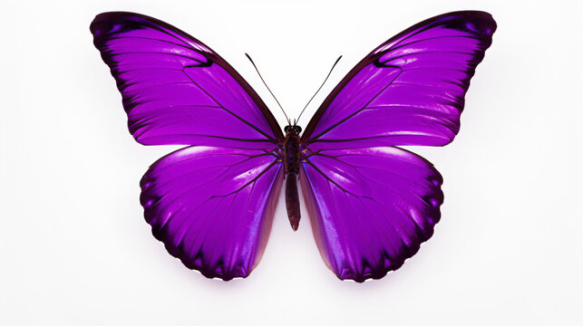 Beautiful purple butterfly