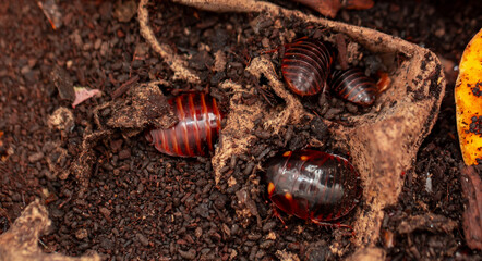 Madagascar Hissing Cockroach close-up. Exotic pet, tropical insect.
